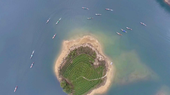 浙江淳安：千島湖&ldquo;湖上茶園&rdquo;開采