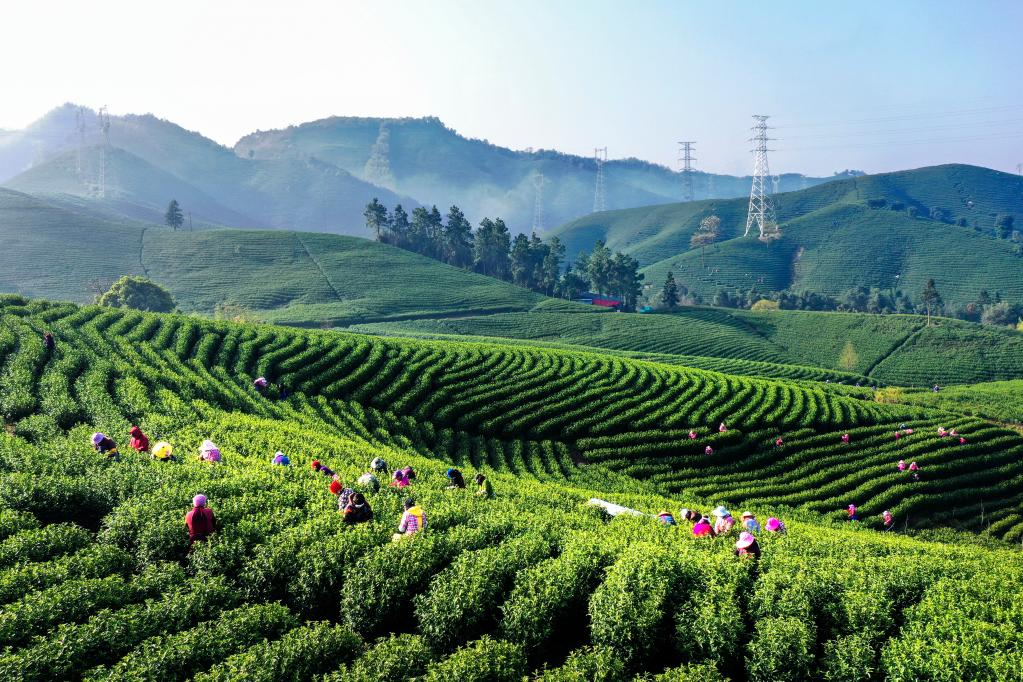 一脈茶香生深情&mdash;&mdash;浙江白茶苗扎根黔湘川山村增收脫貧記