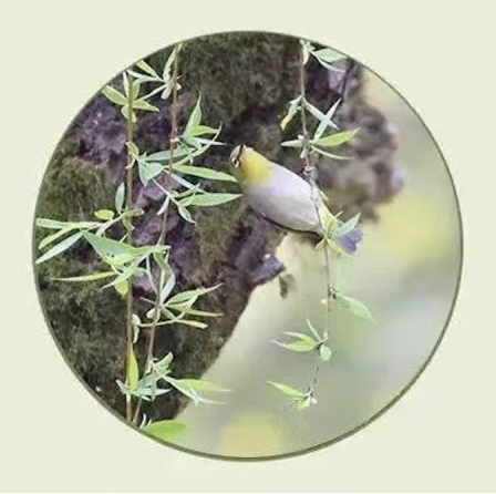 國(guó)際生物多樣性日丨三垟濕地版&ldquo;生物圖鑒&rdquo;，請(qǐng)收好
