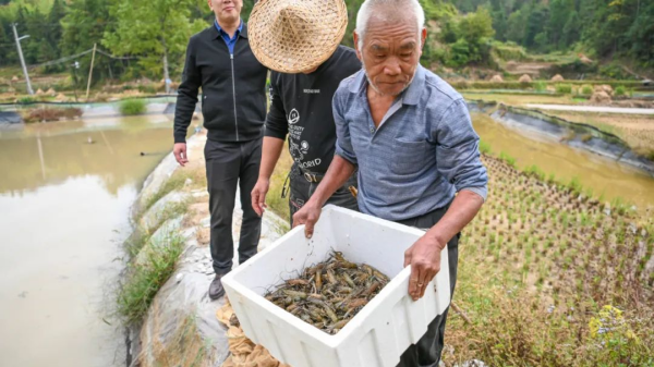 浙江文成探索稻蝦田里共富&ldquo;新天地&rdquo;