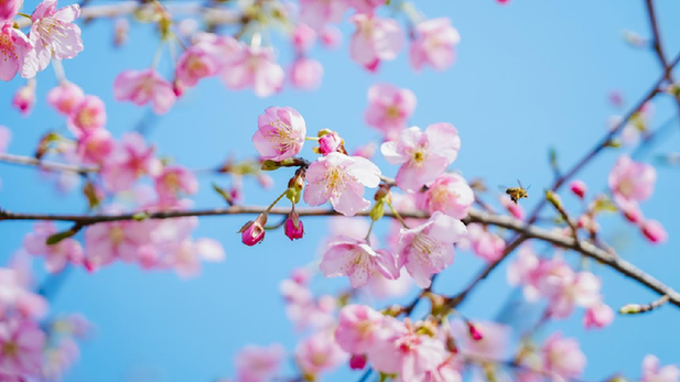 組圖丨春日花正好 賞櫻正當(dāng)時