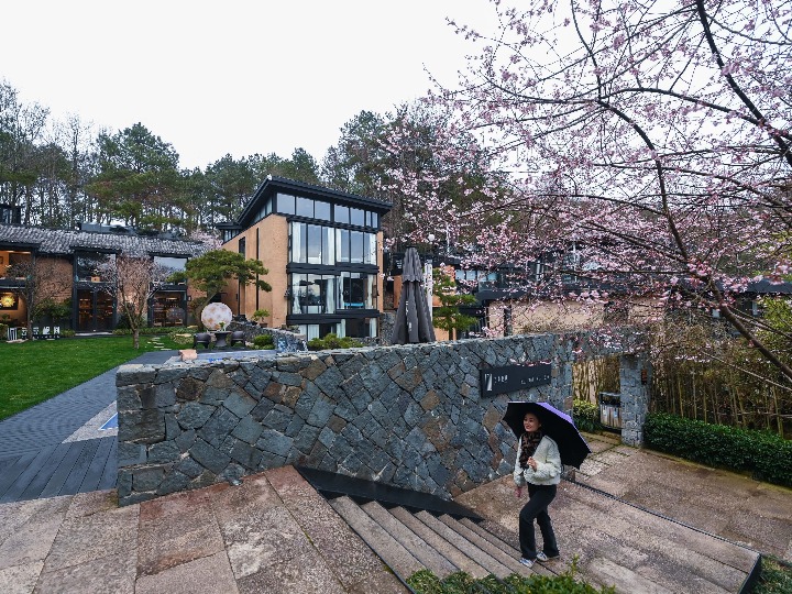 山鄉(xiāng)萬畝野櫻花鋪就鄉(xiāng)村&ldquo;共富路&rdquo;