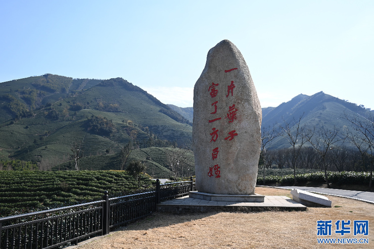 &ldquo;共富茶&rdquo;跨越山海助力鄉(xiāng)村振興