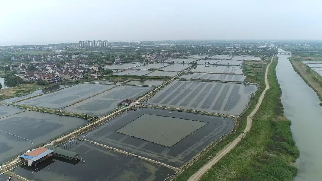 浙江湖州：&ldquo;太湖河蝦&rdquo;迎豐收 上岸漁民譜寫生態(tài)共富歌謠
