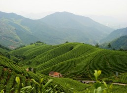 徑山茶入選&ldquo;中國地理標志農(nóng)產(chǎn)品品牌聲譽茶葉類十強&rdquo;